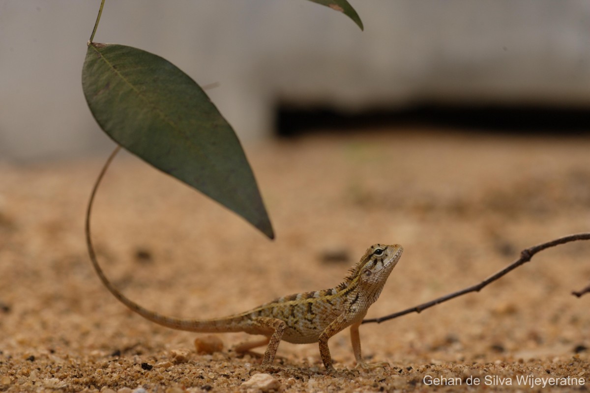 Calotes versicolor Daudin, 1802